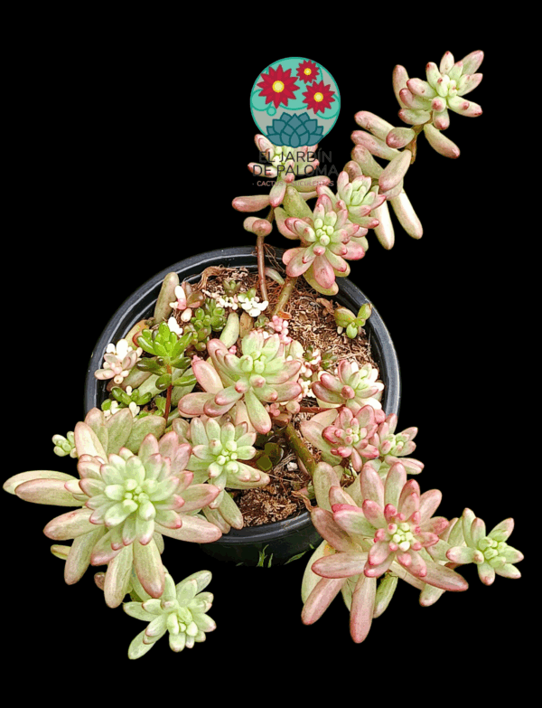 Sedum rubrotictum "Aurora" (es más grande que la maceta)