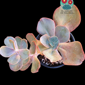 Echeveria Gibbiflora hibrida (es grande)