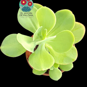 Echeveria Pálida con hijo (maceta grande)