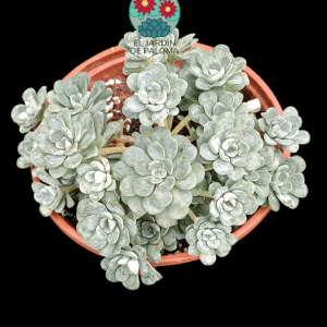 Sedum spathulifolium "Cape blanco"