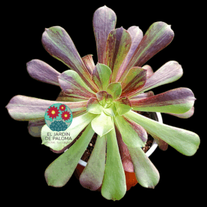 Aeonium Bing bang plus variegata