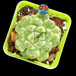 Echeveria " White amethyst" (importación)