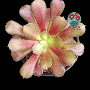 Aeonium Kilimanjaro variegata