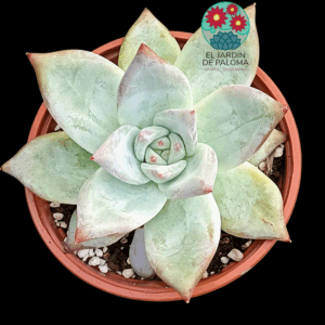 Echeveria Colorata ice