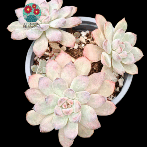Graptoveria Black raccoon con 3 rosetas (para transplantar)