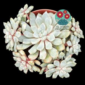 Echeveria Subcorymbosa Lau 030