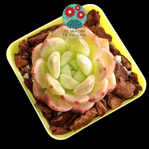 Echeveria Red lovers (importación)