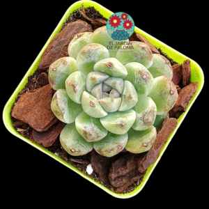 Echeveria " White amethyst" (importación)