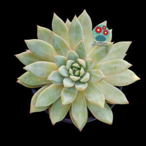 Echeveria "Nyla blue"