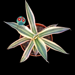 Agave Lophantha "Quadricolor"