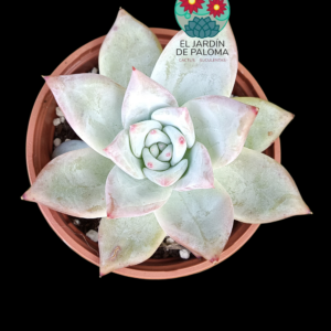 Echeveria Colorata tapalpa
