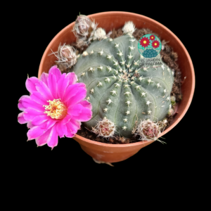 Echinocereus pullchellus amoneus (flor rosa intenso)