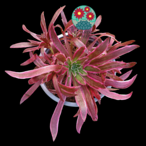 Aeonium Black magic variegata