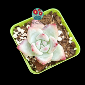 Echeveria Colorata tapalpa