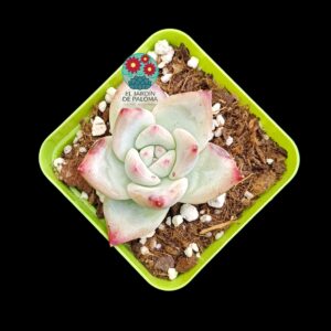 Echeveria Colorata tapalpa