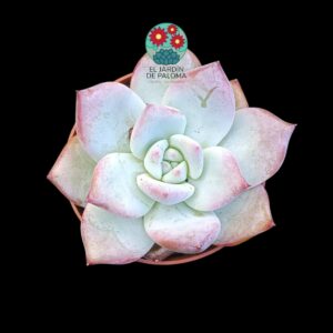 Echeveria Colorata tapalpa