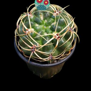 Gymnocalycium Monvillei