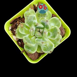 Echeveria " White amethyst" (importación)
