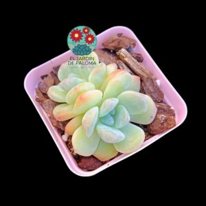 Echeveria Toffee doble roseta (importación)