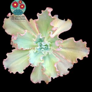 Echeveria Giant Blue (muy grande)