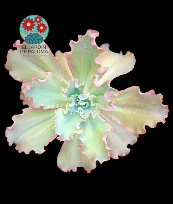Echeveria Giant Blue (muy grande)