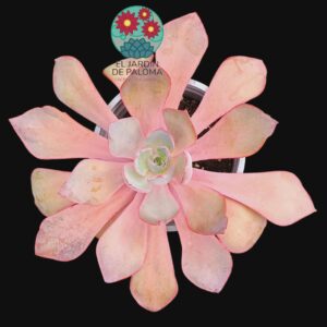 Echeveria Afterglow (es grande)