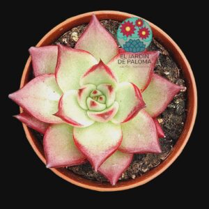 Echeveria Agavoides "Ebony"