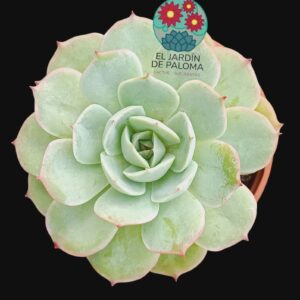 Echeveria "Alioli'