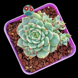 Echeveria Toscanellii con hijuelos (importación)