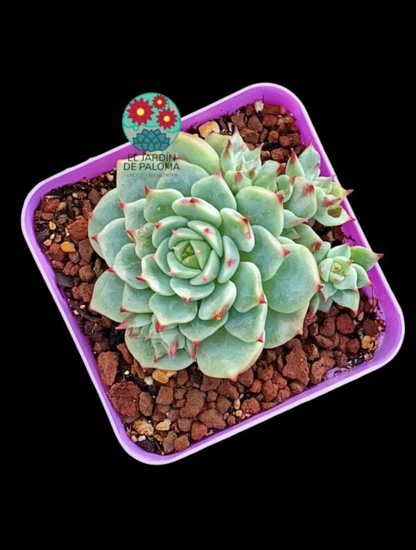 Echeveria Toscanellii con hijuelos (importación)