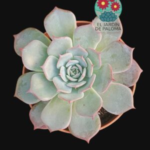 Echeveria Laurensis