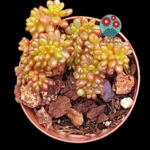 Echeveria Berrys cristata (importación y maceta pequeña)