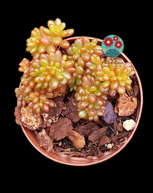 Echeveria Berrys cristata (importación y maceta pequeña)