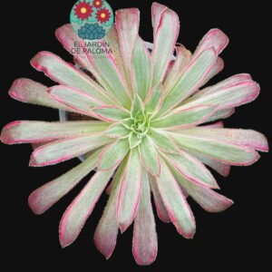 Aeonium Black magic variegata con hijuelo (buen tamaño)