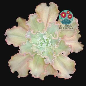 Echeveria "Dicks pink" (muy grande)