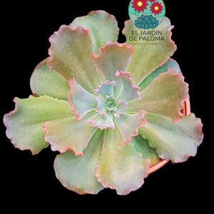 Echeveria Blue curls