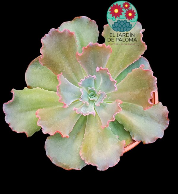 Echeveria Blue curls