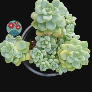 Sedum clavatum