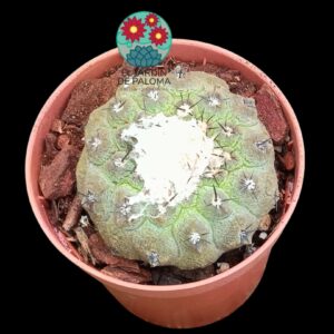 Copiapoa hypogea "Lizard skin" (importación, maceta pequeña)