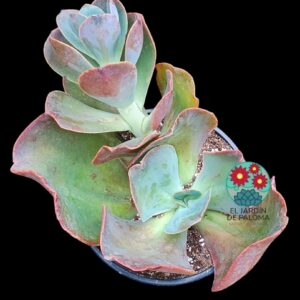 Echeveria Gibbiflora hibrida (es grande)