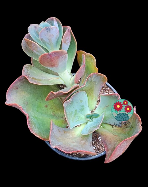 Echeveria Gibbiflora hibrida (es grande)