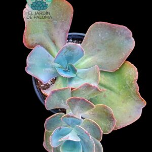 Echeveria Gibbiflora hibrida (es grande)