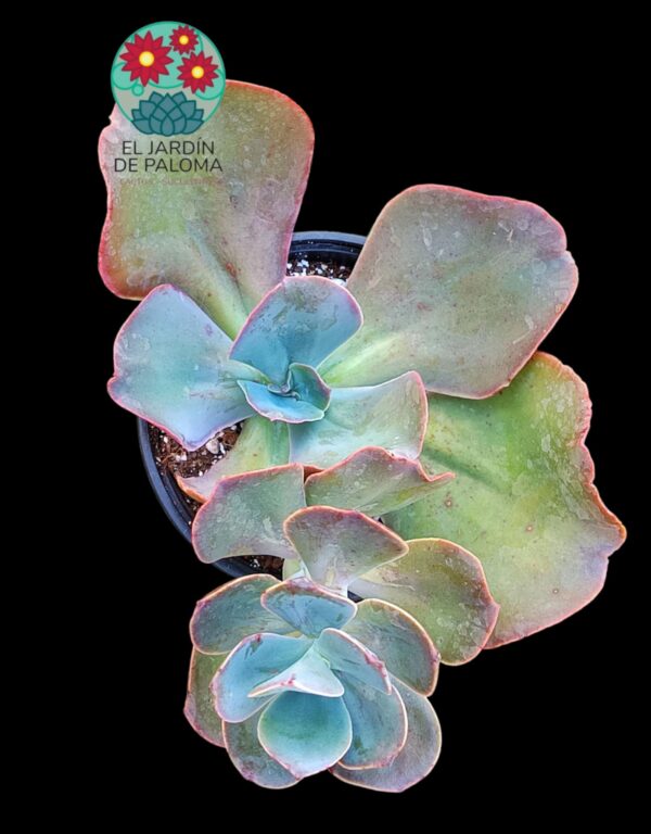 Echeveria Gibbiflora hibrida (es grande)
