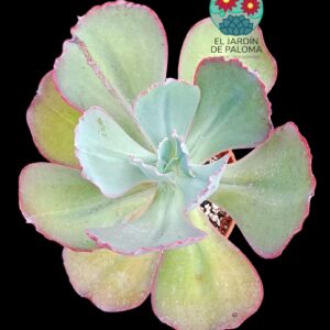 Echeveria Gigantea "Red edge" (muy grande)