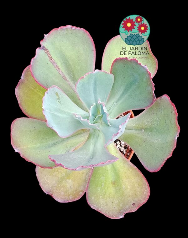 Echeveria Gigantea "Red edge" (muy grande)