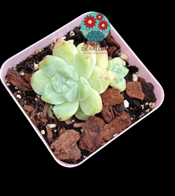 Echeveria Topaz (importación)