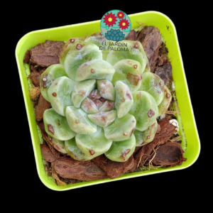 Echeveria " White amethyst" (importación)