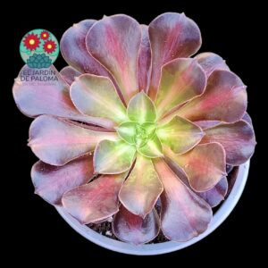 Aeonium Kilimanjaro variegata