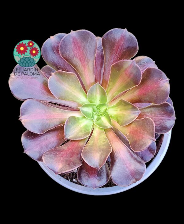 Aeonium Kilimanjaro variegata