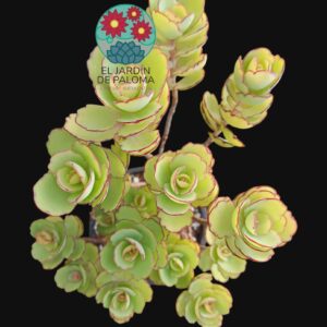 Kalanchoe laxiflora (es grande)